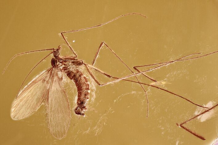 Detailed Fossil Moth Fly (Hoffeinsodes) In Baltic Amber - Rare Genus #335557